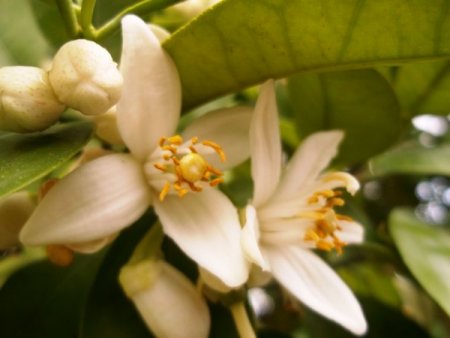Nisan Yağmuru Yaradı, Portakallar Çiçek Açtı