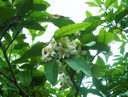 Nisan Yağmuru Yaradı, Portakallar Çiçek Açtı
