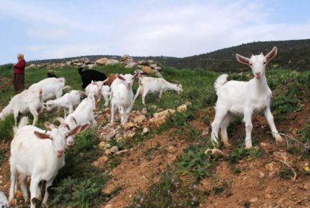 Nüfusu 2 Bine Düşen İbradı'da Göçün Önüne Saanen Keçisiyle Geçilecek