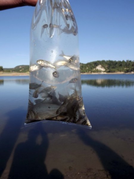 OBAF ve Üftade İlköğretim öğrencileri gölete 10 bin balık yavrusu saldı