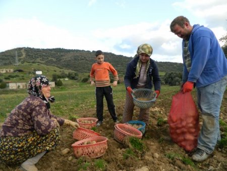 Ödemiş'te bu yıl patatesin hasadıyla yeni sezon ekimleri aynı anda yapılıyor