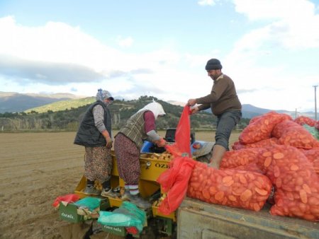 Ödemiş'te bu yıl patatesin hasadıyla yeni sezon ekimleri aynı anda yapılıyor