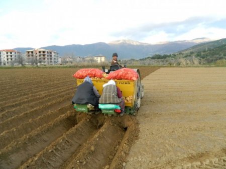 Ödemiş'te bu yıl patatesin hasadıyla yeni sezon ekimleri aynı anda yapılıyor