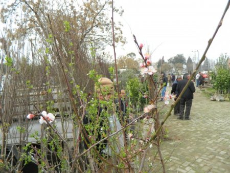 Ödemiş'te fidan dikimi hızlandı