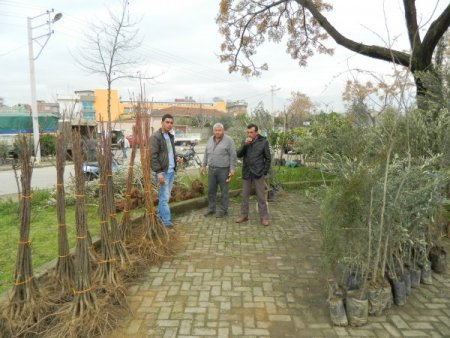 Ödemiş'te fidan dikimi hızlandı