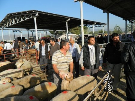 Ödemiş'te kurbanlık pazarı açıldı