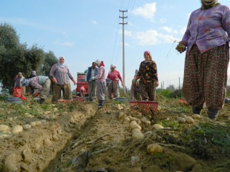 Ödemiş'te yılın ikinci patates hasadı yapılıyor