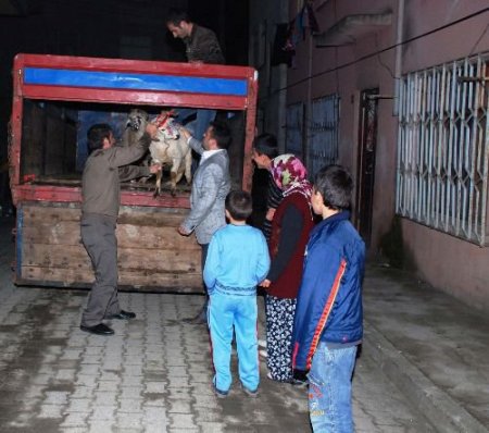 Of Kaymakamlığı 61 Yetim Öksüze Kurbanlık Koç Dağıttı