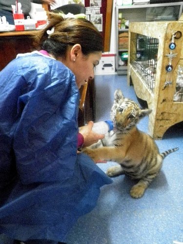 Ofiste yaşayan kaplan Cango, yakında kafese geçecek