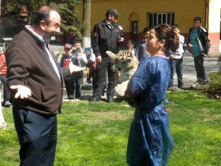 Ofiste yaşayan kaplan Cango, yakında kafese geçecek