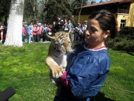 Ofiste yaşayan kaplan Cango, yakında kafese geçecek