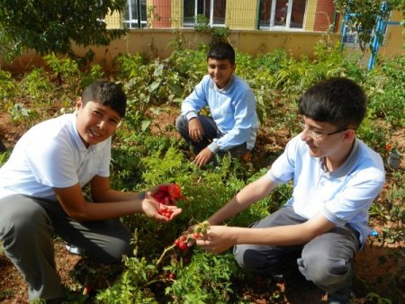 Öğrenciler, uygulama bahçesinde ürünlerini topladı