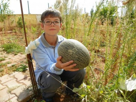 Öğrenciler, uygulama bahçesinde ürünlerini topladı