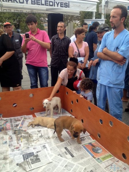 Öğrenciler'den barınak hayvanlarına büyük ilgi