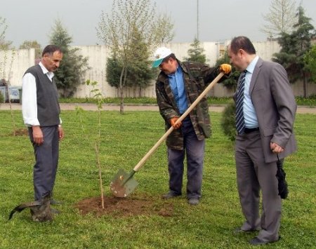 Öğretmen ve öğrenciler birlik olup ağaç dikti