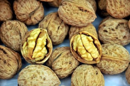 Oğuzlar Cevizine Festivalli Tanıtım