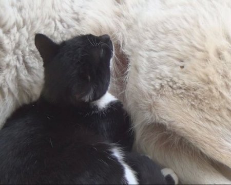 Öksüz kedi yavrularına kurt köpeği annelik yapıyor