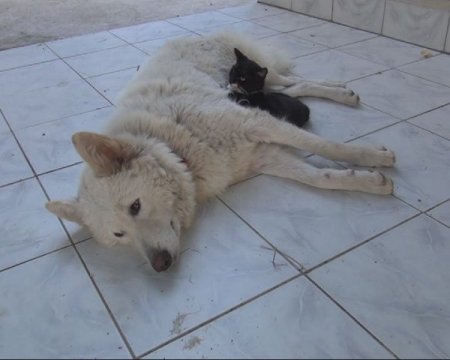 Öksüz kedi yavrularına kurt köpeği annelik yapıyor