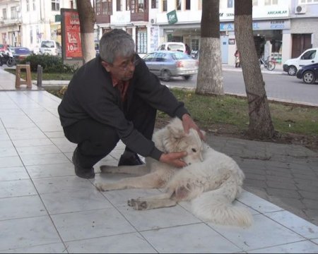 Öksüz kedi yavrularına kurt köpeği annelik yapıyor