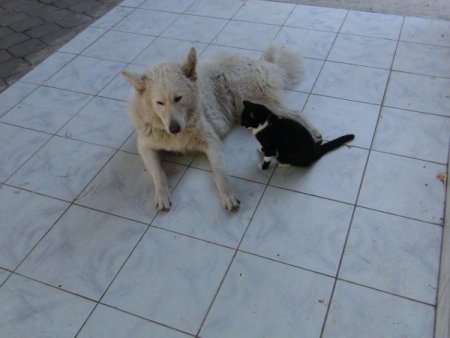 Öksüz kedi yavrularına kurt köpeği annelik yapıyor