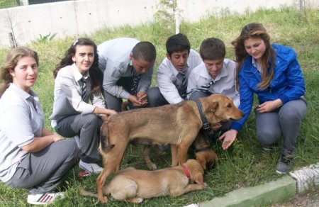 Okul Bahçesine Hayvan Kulübesi Yaptılar