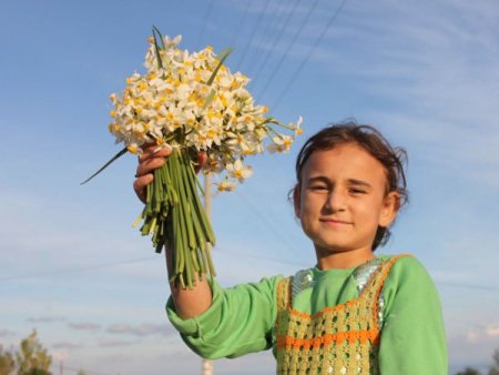 Okul harçlıklarını kayaların arasından topladıkları nergislerden çıkartıyorlar