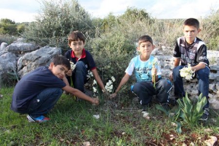 Okul harçlıklarını kayaların arasından topladıkları nergislerden çıkartıyorlar