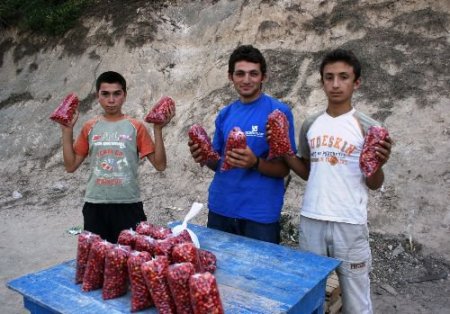 Okul Harçlıklarını Kızılcık Satarak Çıkarıyorlar
