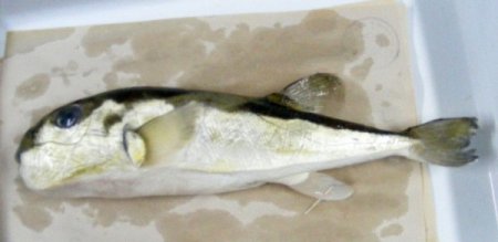 Öldürücü etkisi olan balon balığının zehri kanserle mücadelede kullanılıyor