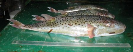 Öldürücü etkisi olan balon balığının zehri kanserle mücadelede kullanılıyor