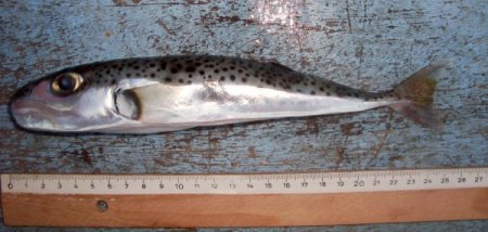 Öldürücü etkisi olan balon balığının zehri kanserle mücadelede kullanılıyor