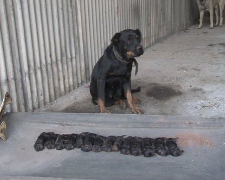 Ölen yavrularını bırakmıyor