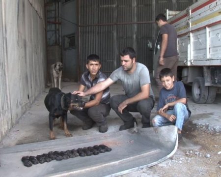Ölen yavrularını bırakmıyor