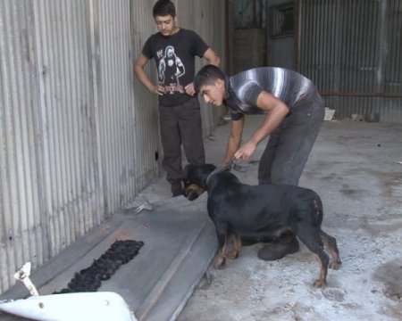 Ölen yavrularını bırakmıyor