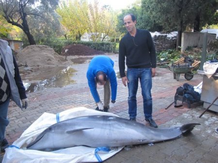 Ölen yunusun iskeleti bilime hizmet edecek