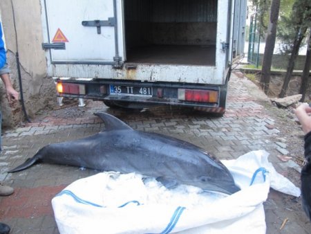 Ölen yunusun iskeleti bilime hizmet edecek