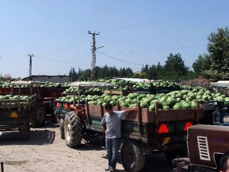 Olgunlaşmadan Satışa Sunulan Karpuzlar, Satışları Düşürdü, Üretici Zarar Etti