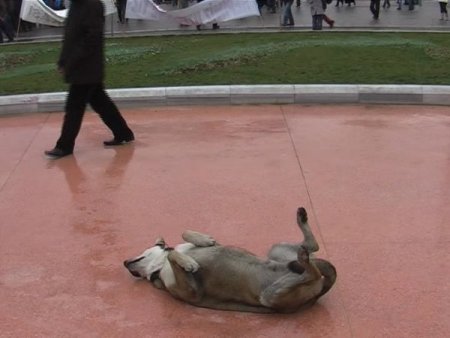 Ölü Taklidi Yapan Köpek İlgi Odağı Oldu