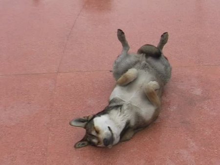 Ölü Taklidi Yapan Köpek İlgi Odağı Oldu