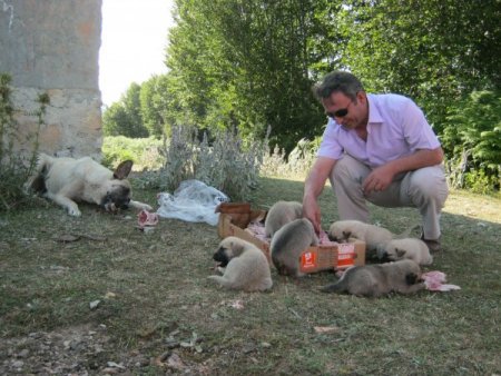 Ölüme Terkedilen Köpeklere, Orman İşletme Müdürlüğü Çalışanları Sahip Çıktı