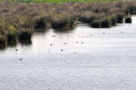 OMÜ Kızılırmak Deltası'ndaki kuşları 'ornitoloji merkezi'nde araştıracak