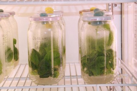 OMÜ Ziraat Fakültesi öğrencileri, doku kültürüyle virüssüz bitki üretti