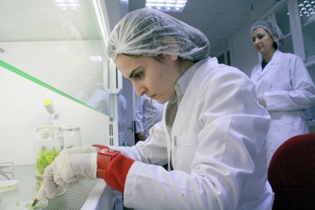 OMÜ Ziraat Fakültesi öğrencileri, doku kültürüyle virüssüz bitki üretti