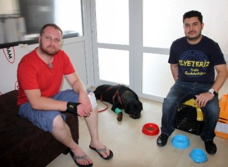 Omurilik ameliyatı geçiren köpek yeniden yürümeye başladı