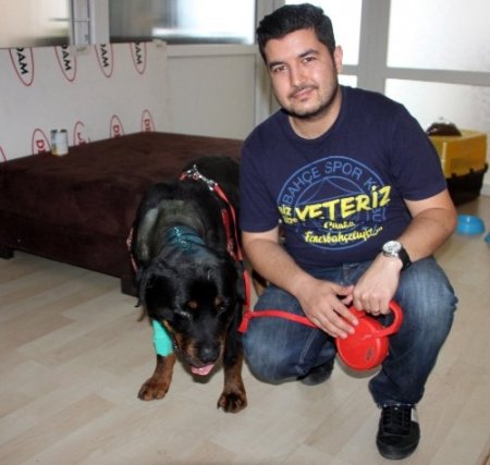 Omurilik ameliyatı geçiren köpek yeniden yürümeye başladı