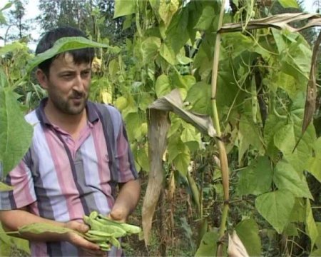 Ondokuzmayıs ilçesinde yetişen 'nebyan fasulyesi'ni ıslah çalışması başladı
