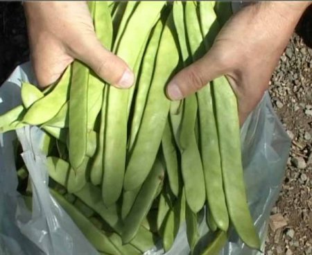 Ondokuzmayıs ilçesinde yetişen 'nebyan fasulyesi'ni ıslah çalışması başladı