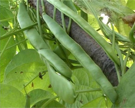 Ondokuzmayıs ilçesinde yetişen 'nebyan fasulyesi'ni ıslah çalışması başladı