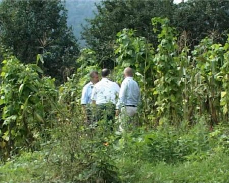 Ondokuzmayıs ilçesinde yetişen 'nebyan fasulyesi'ni ıslah çalışması başladı