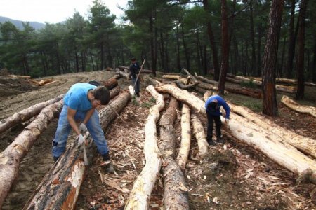 Onlar da orman içindeki geri dönüşümcüler